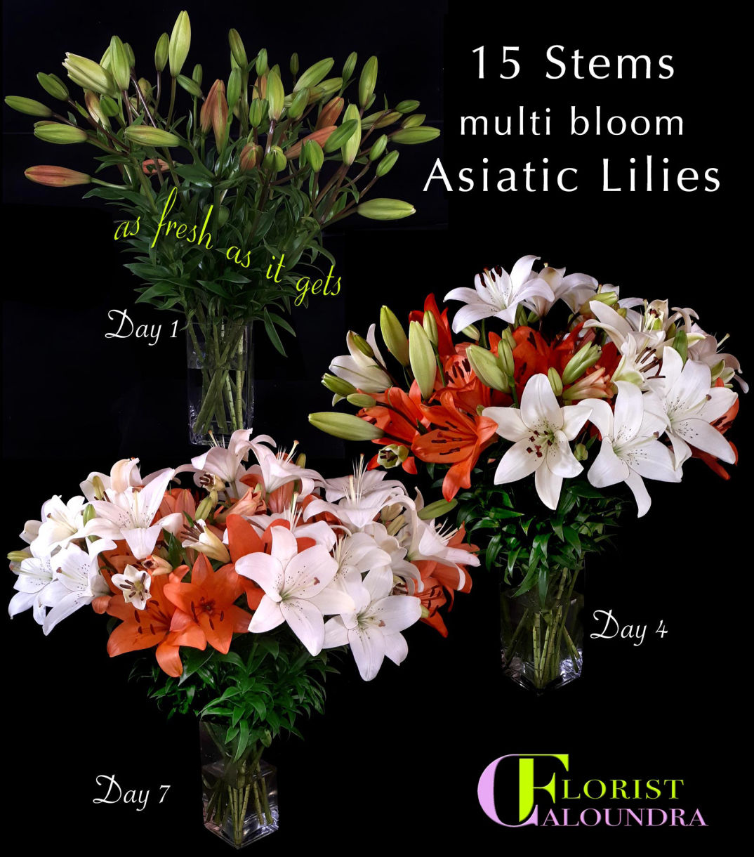 ASIATIC LILIES CALOUNDRA FLORIST