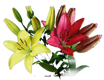 Asiatic Lily