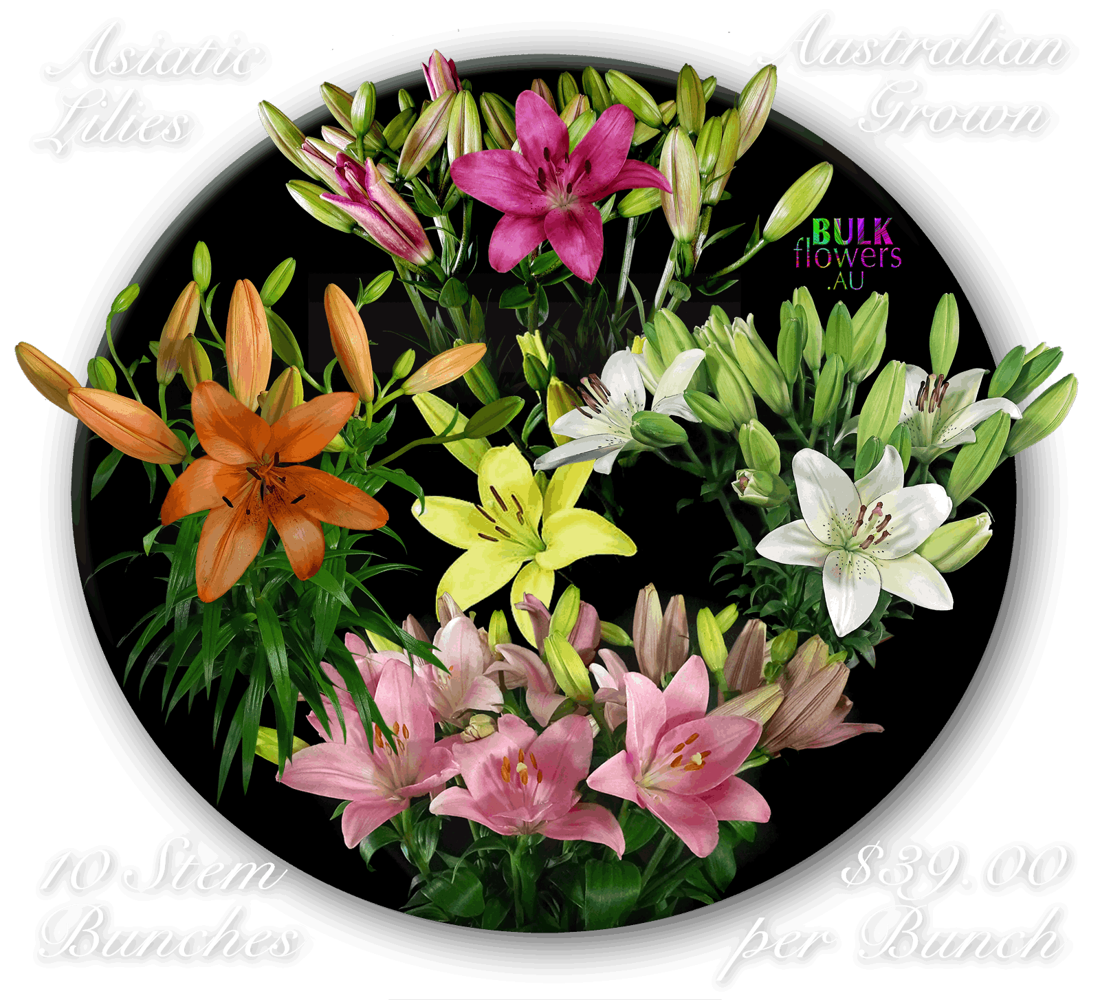 BULK FLOWERS ASIATIC LILIES