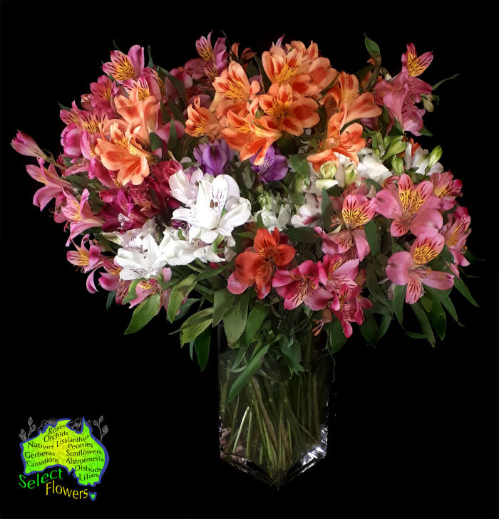 PERUVIAN LILIES